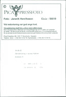 Animal: Sheep - Vintage Photograph