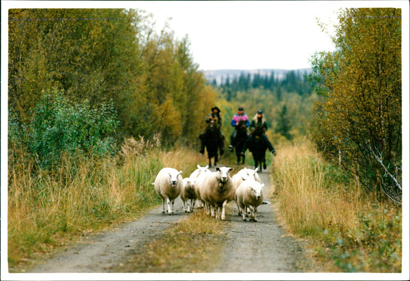 Animal: Sheep - Vintage Photograph