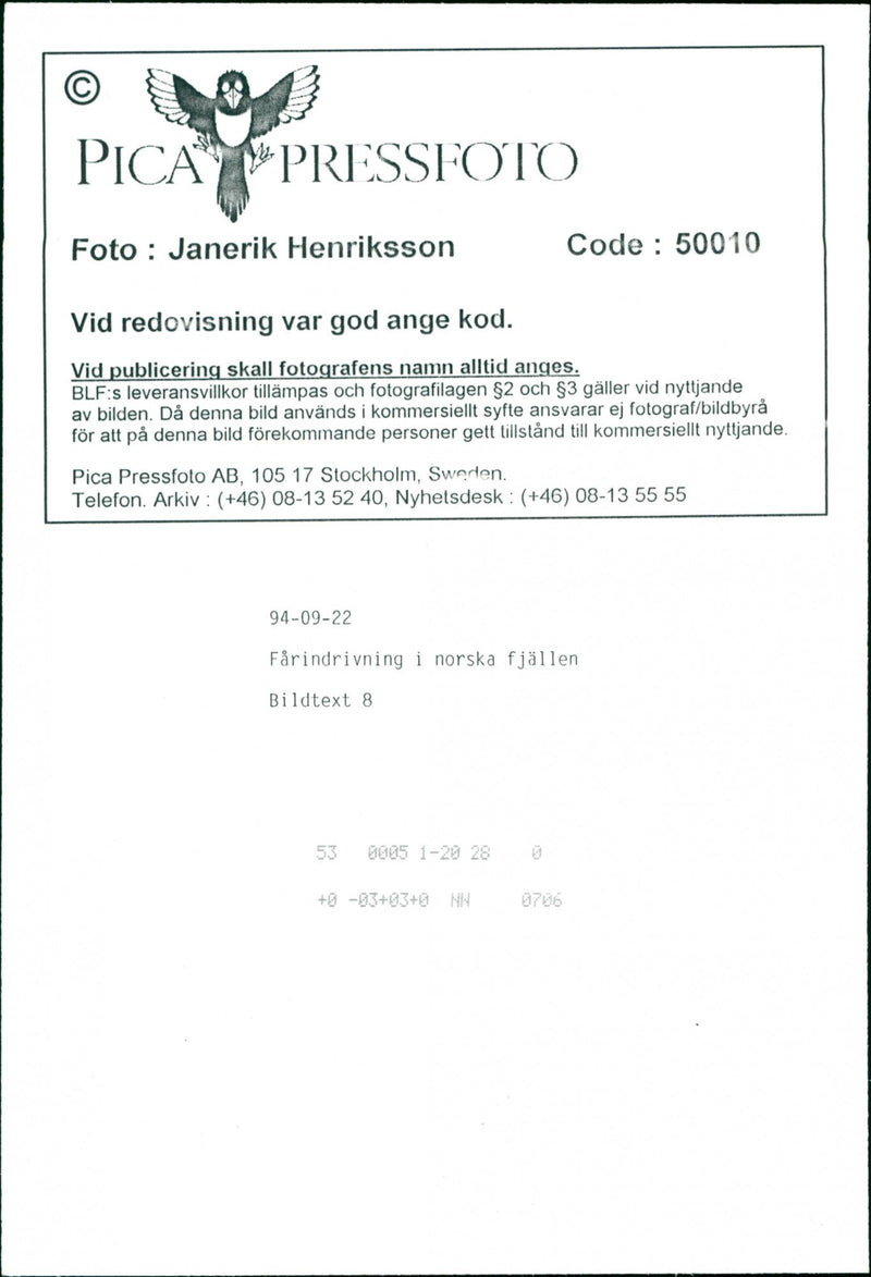 Animal: Sheep - Vintage Photograph