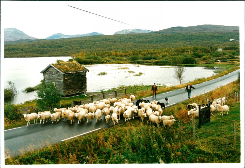 Animal: Sheep - Vintage Photograph