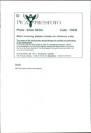 Animal: Sheep - Vintage Photograph