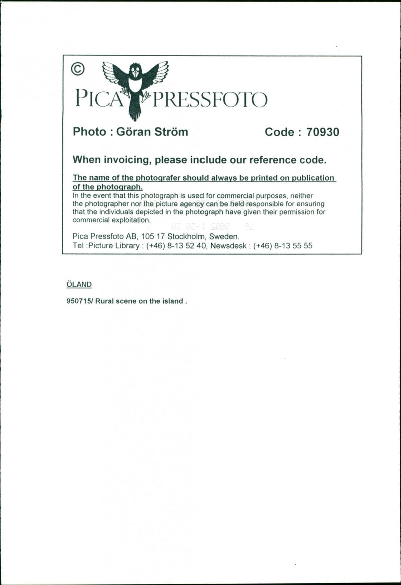 Animal: Sheep - Vintage Photograph