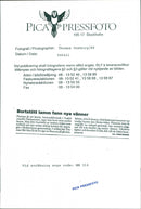 Animal: Sheep - Vintage Photograph