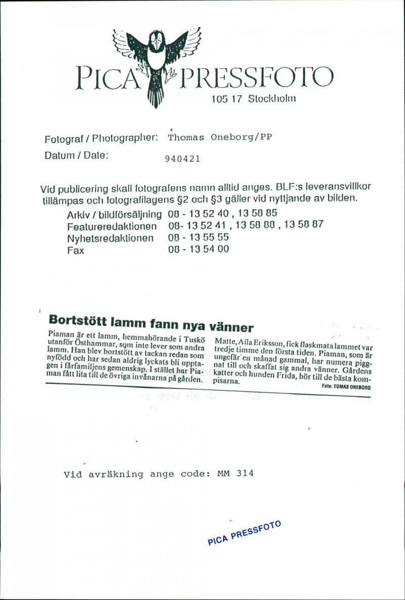 Animal: Sheep - Vintage Photograph