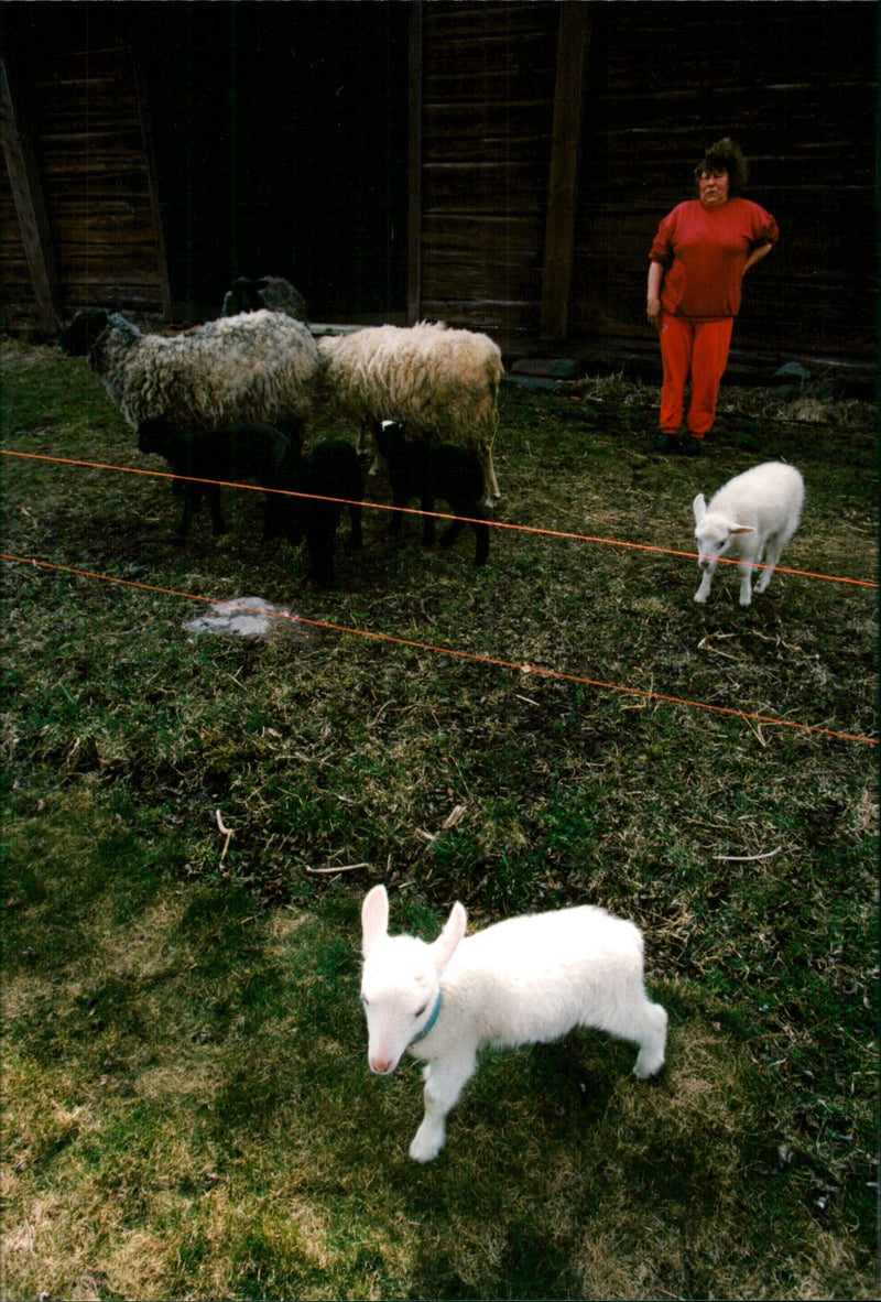 Animal: Sheep - Vintage Photograph