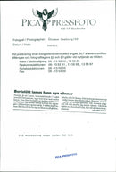 Animal: Sheep - Vintage Photograph