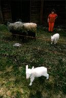 Animal: Sheep - Vintage Photograph