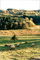 Animal: Sheep - Vintage Photograph