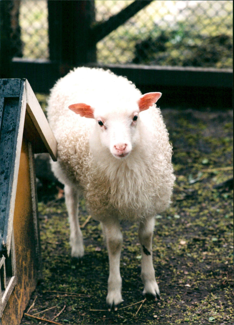 Animal: Sheep - Vintage Photograph