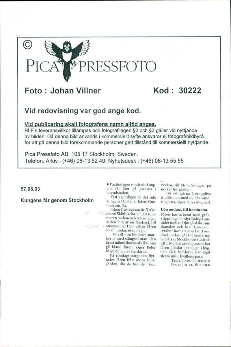 Animal: Sheep - Vintage Photograph