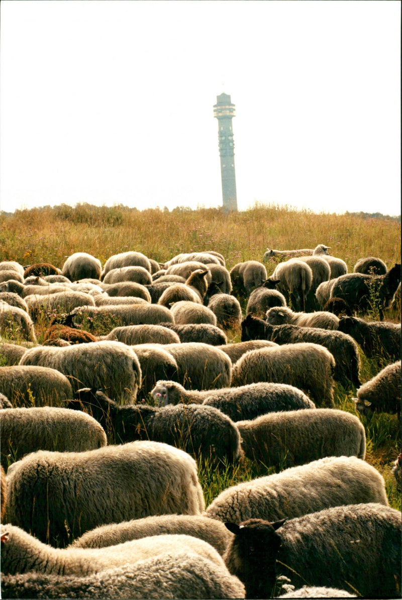 Animal: Sheep - Vintage Photograph