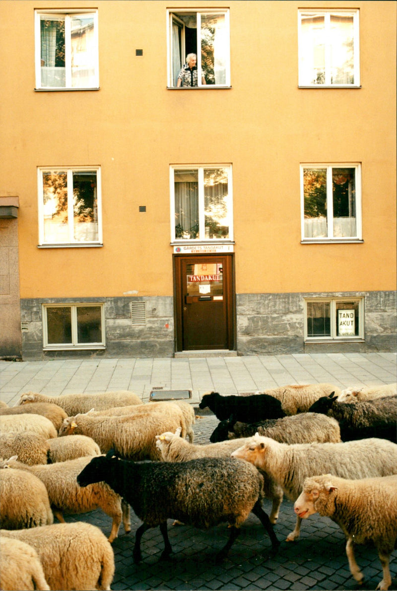 Animal: Sheep - Vintage Photograph