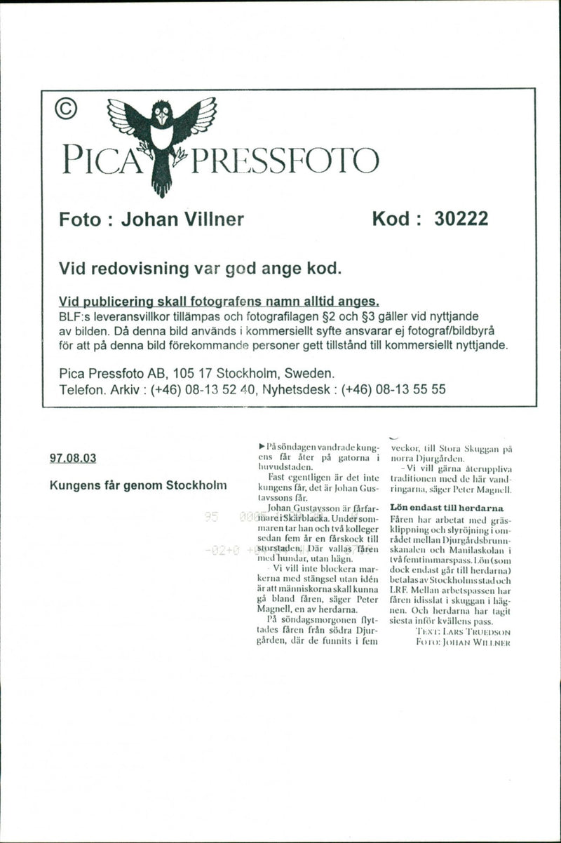 Animal: Sheep - Vintage Photograph