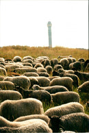 Animal: Sheep - Vintage Photograph