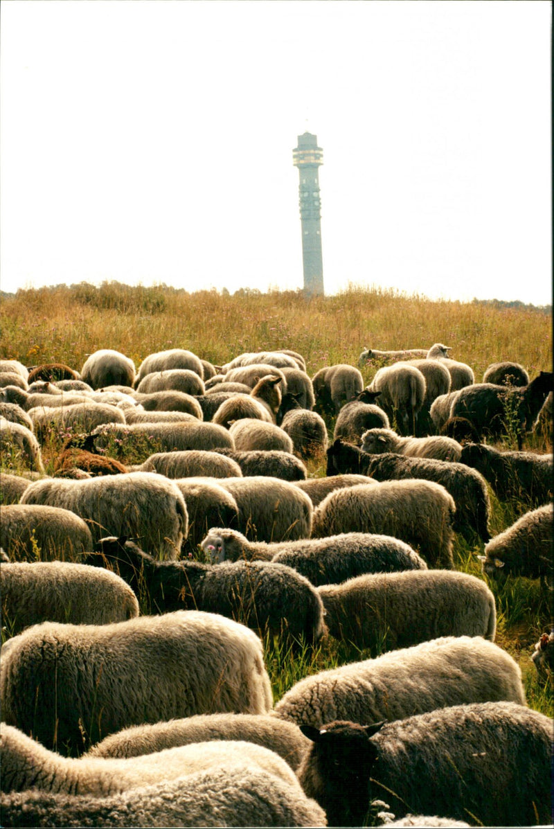 Animal: Sheep - Vintage Photograph