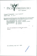 Animal: Sheep - Vintage Photograph