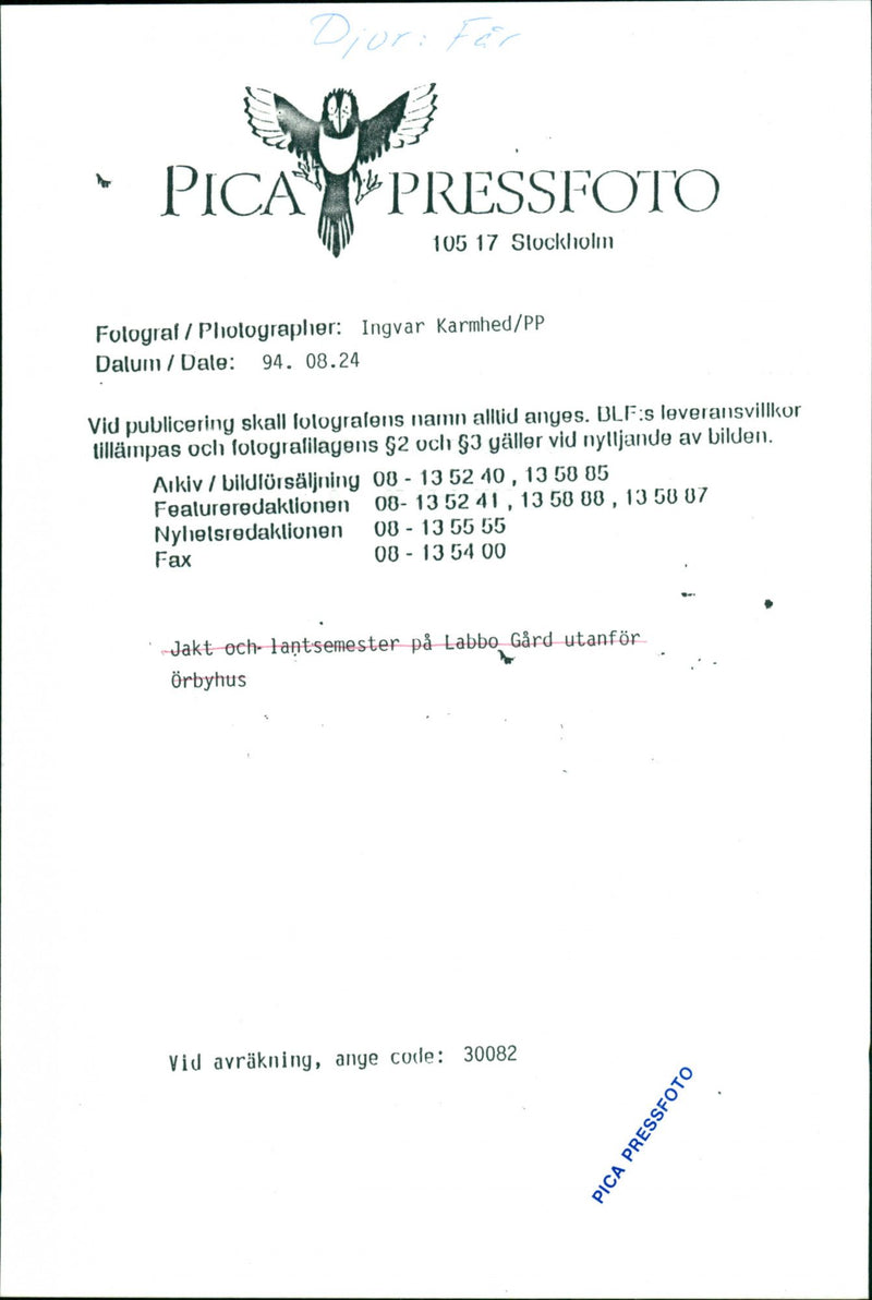 Animal: Sheep - Vintage Photograph