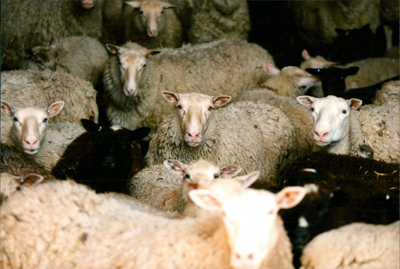 Animal: Sheep - Vintage Photograph