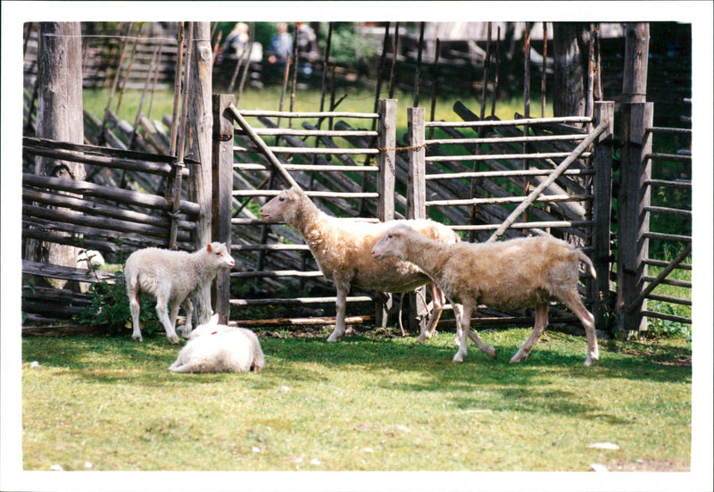 Animal: Sheep - Vintage Photograph