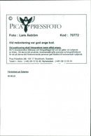 Animal: Sheep - Vintage Photograph