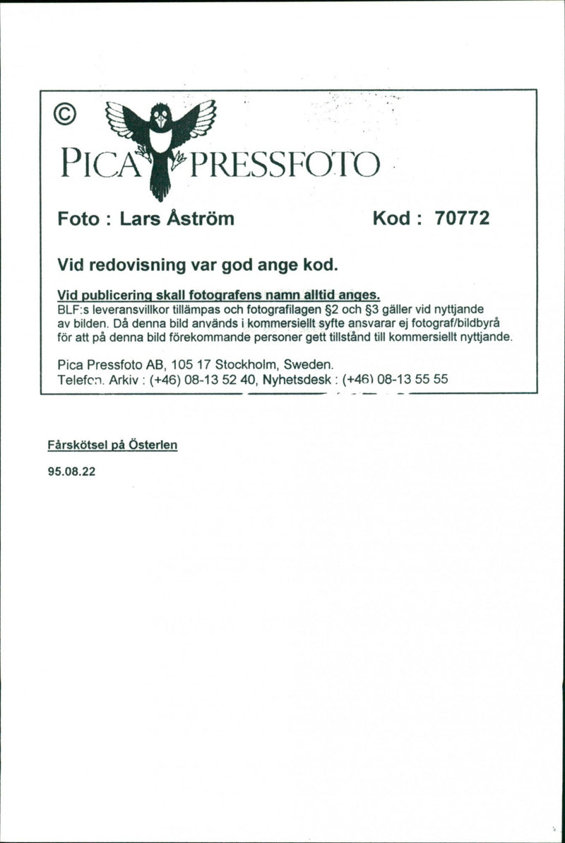 Animal: Sheep - Vintage Photograph