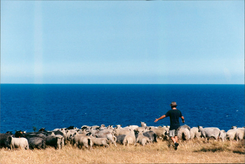 Animal: Sheep - Vintage Photograph
