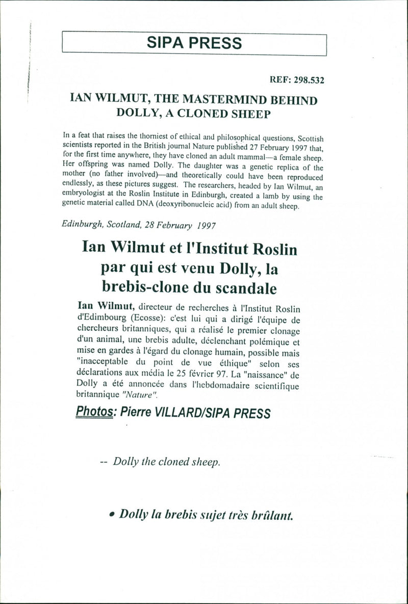 Animal: Sheep - Vintage Photograph