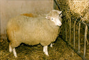 Animal: Sheep - Vintage Photograph