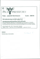 Animal: Sheep - Vintage Photograph