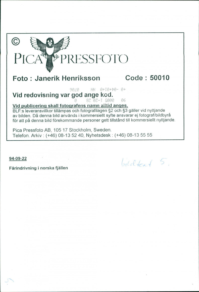 Animal: Sheep - Vintage Photograph