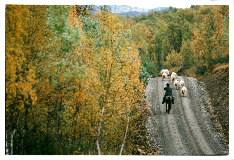 Animal: Sheep - Vintage Photograph