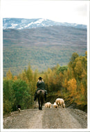Animal: Sheep - Vintage Photograph
