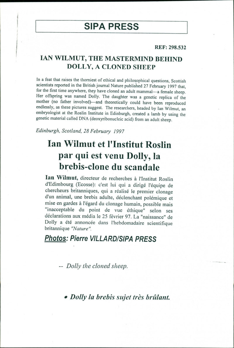 Animal: Sheep - Vintage Photograph