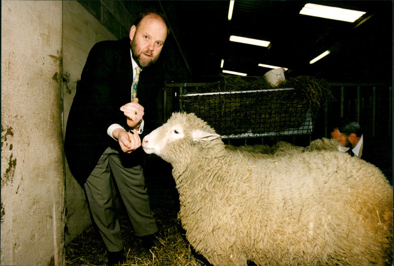 Animal: Sheep - Vintage Photograph