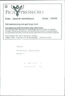 Animal: Sheep - Vintage Photograph