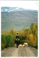 Animal: Sheep - Vintage Photograph