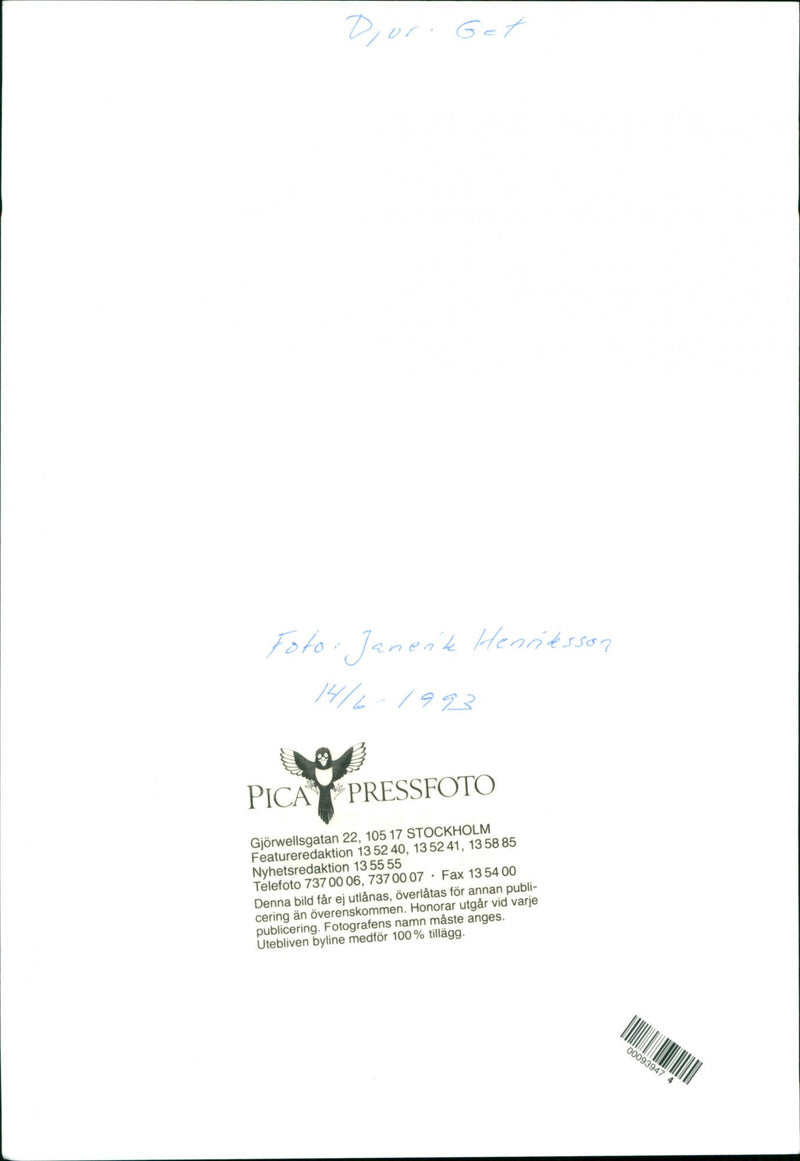 Animal: Sheep - Vintage Photograph