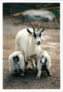 Animal: Sheep - Vintage Photograph