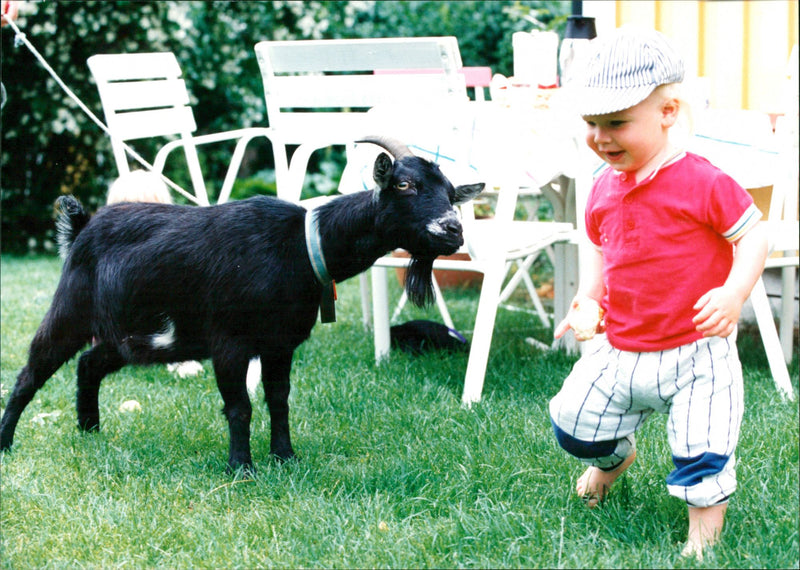 Animal: Sheep - Vintage Photograph