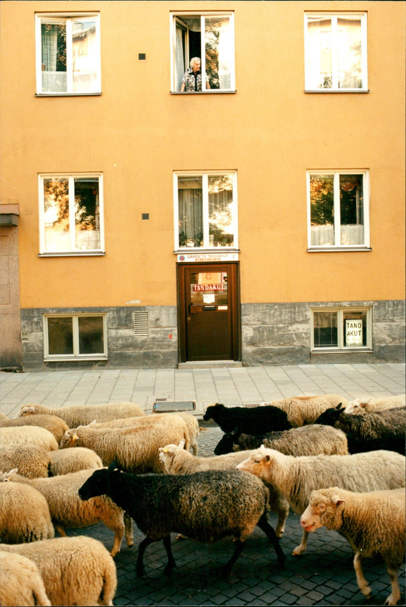 Animal: Sheep - Vintage Photograph