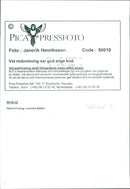 Animal: Sheep - Vintage Photograph