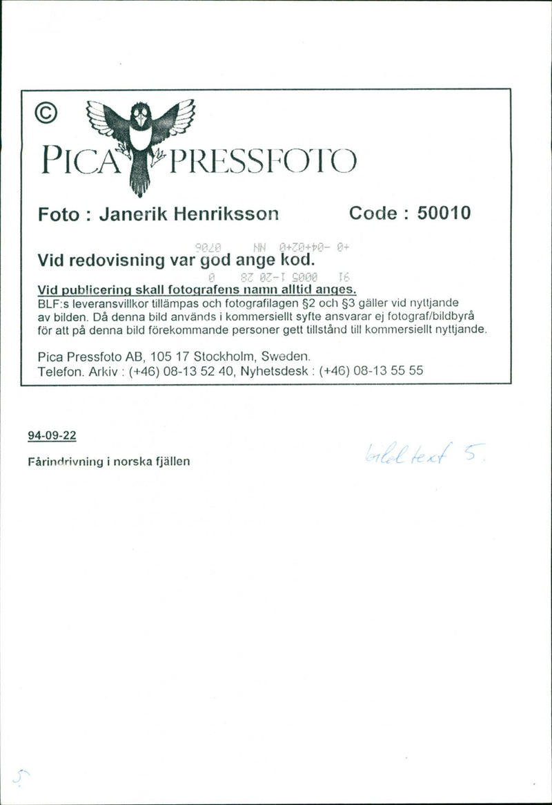 Animal: Sheep - Vintage Photograph