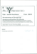 Animal: Sheep - Vintage Photograph