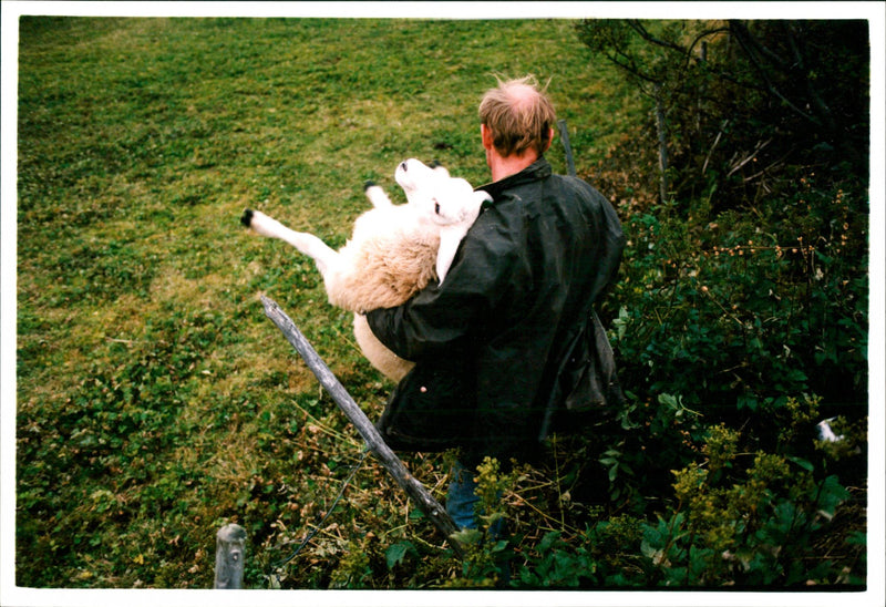 Animal: Sheep - Vintage Photograph