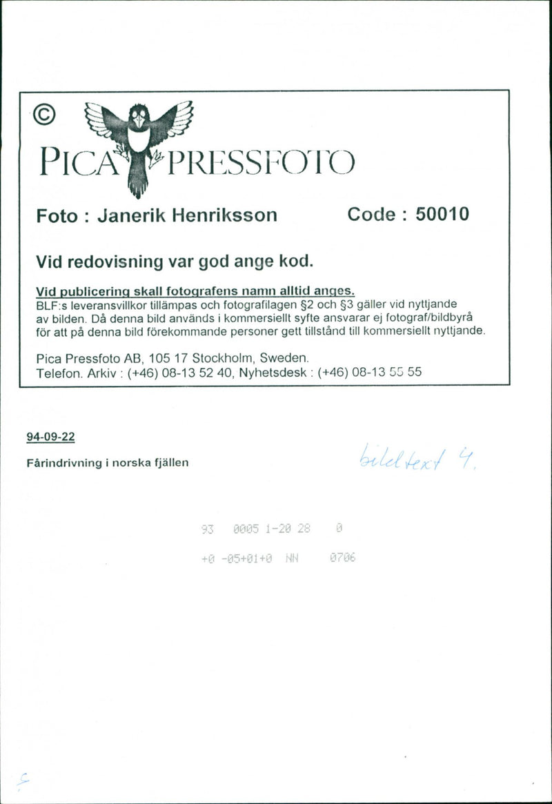 Animal: Sheep - Vintage Photograph