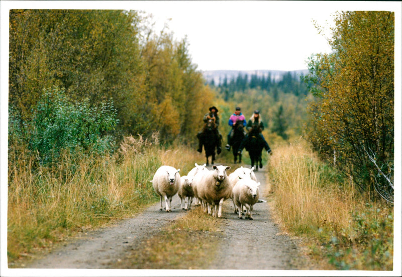 Animal: Sheep - Vintage Photograph