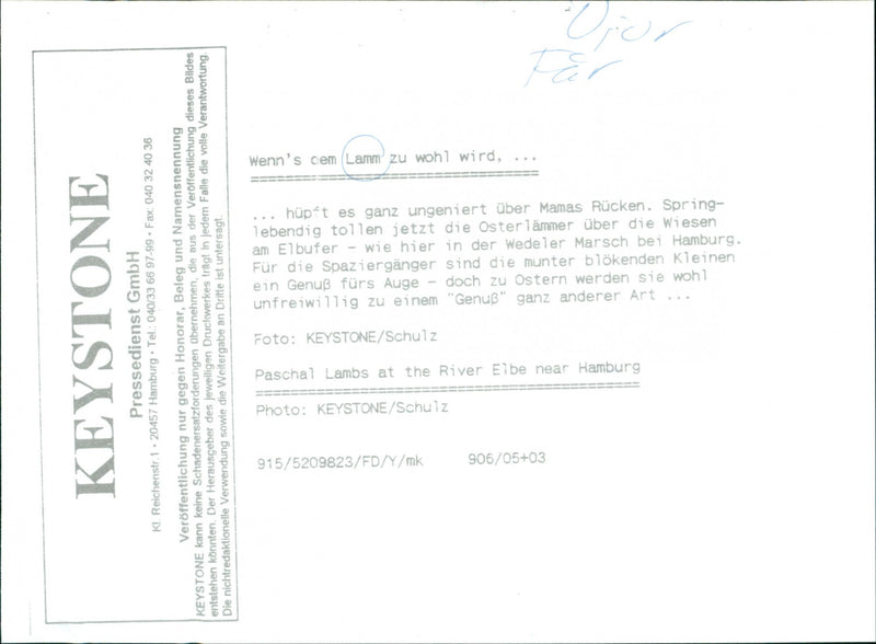 Animal: Sheep - Vintage Photograph