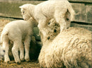 Animal: Sheep - Vintage Photograph