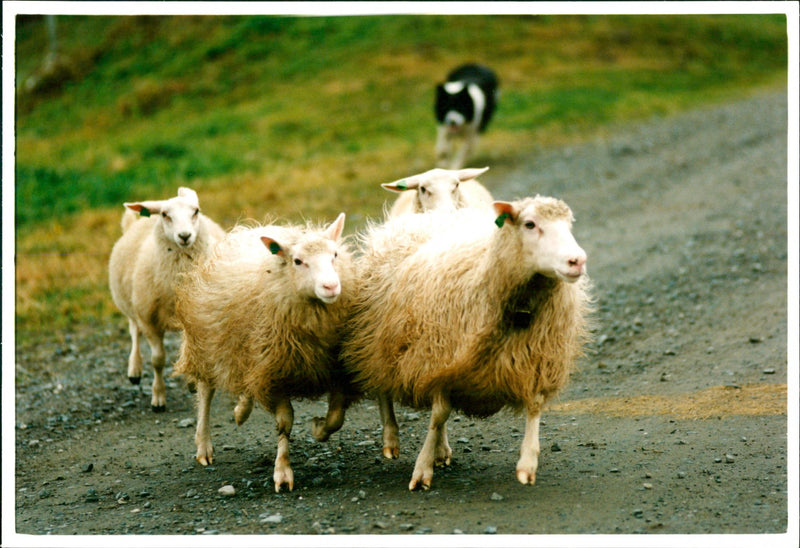 Animal: Sheep - Vintage Photograph