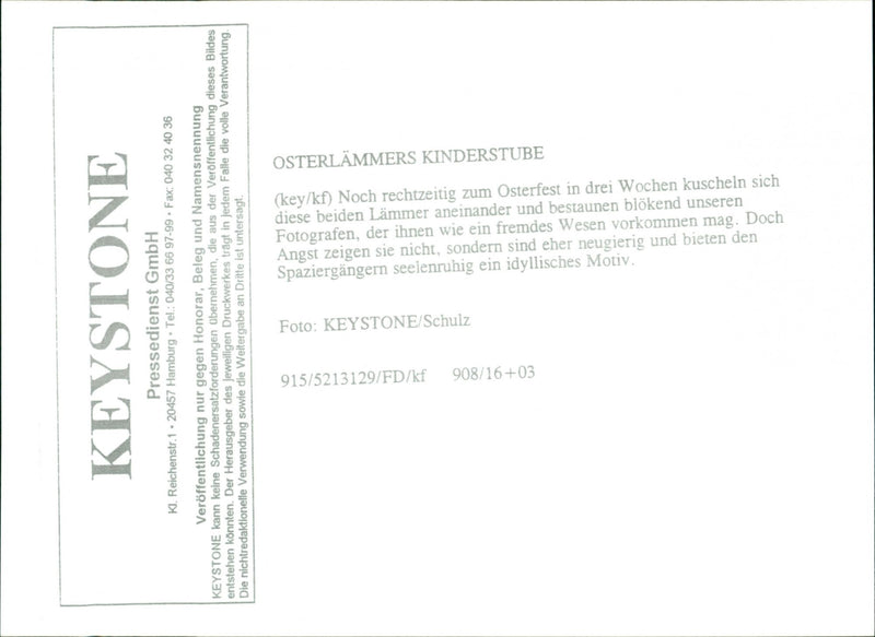 Animal: Sheep - Vintage Photograph